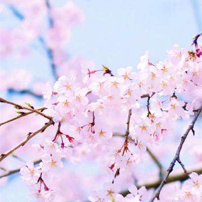 BOB·体育综合APP下载